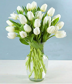 Passionate White Tulips